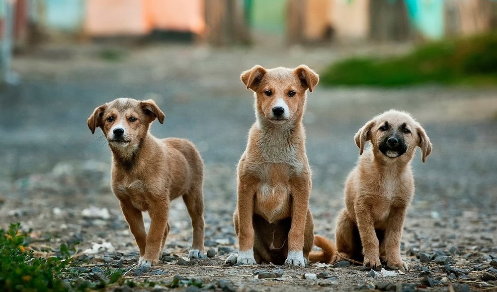 Countering the stray dog crisis in Pakistan