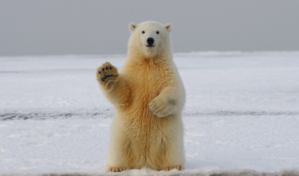A polar bear waving
